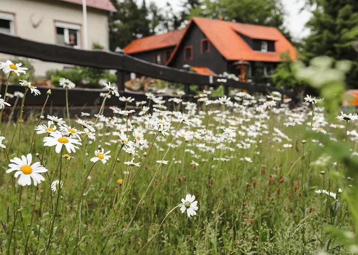 Terrassenhaus Im Harz, Pool, Sauna, Wlan Daire *